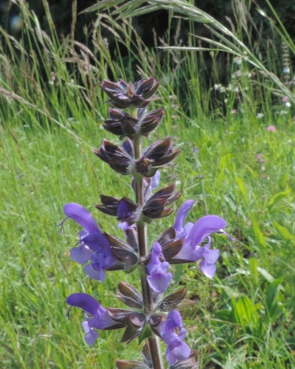 Salvia verbenaca (Lamiaceae)